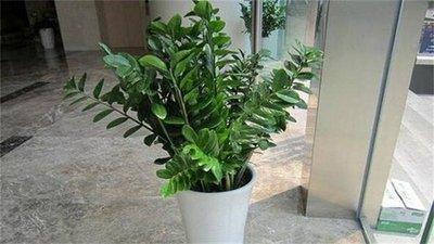 家里摆放什么植物好看(家里一般摆放什么植物)