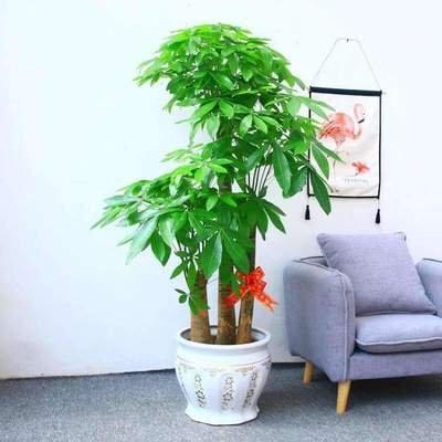 家里摆放什么植物好看(家里一般摆放什么植物)