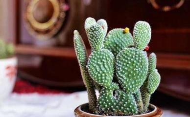 家中一定不能有这些物品 不然会导致破财