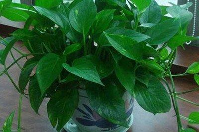 家中养哪些花旺财又旺人旺风水的植物