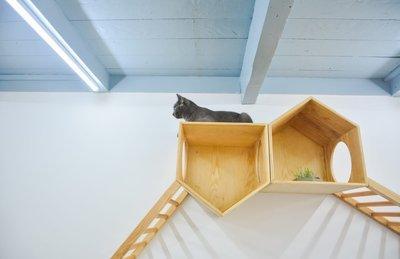 家中养宠物对住宅风水会有怎样的影响