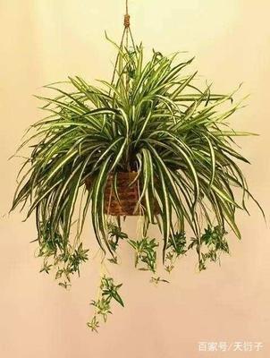 家里新装修放什么植物对空气对风水好