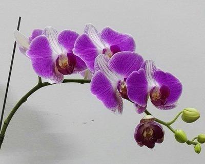 家中哪些布置和摆放容易导致桃花运下滑