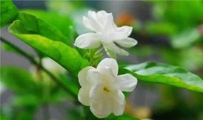 家中如何养茉莉花茉莉花的养殖方法