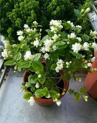 家中如何养茉莉花茉莉花的养殖方法