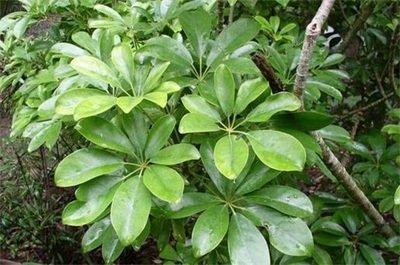 家里的鸭脚木放在什么地方风水最好