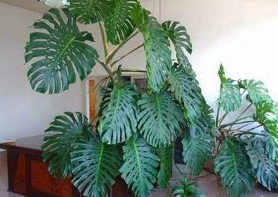 家里种什么植物风水好 风水植物介绍