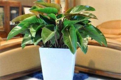 家里种什么植物风水好 风水植物介绍