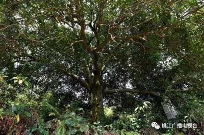 家中宜种的风水树排名有哪些 家中适合种植哪些树