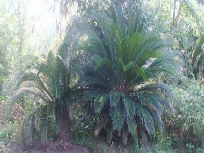 家中宜种的风水树排名有哪些 家中适合种植哪些树