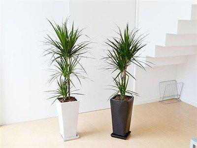家中客厅不适合放哪些外形特殊的风水植物
