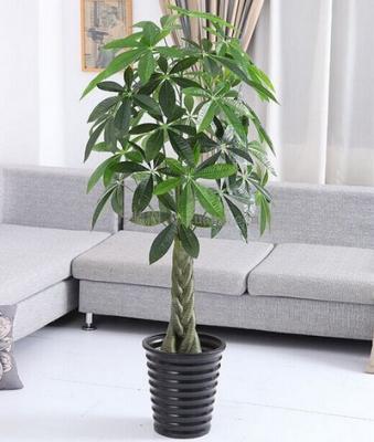 家中客厅不适合放哪些外形特殊的风水植物