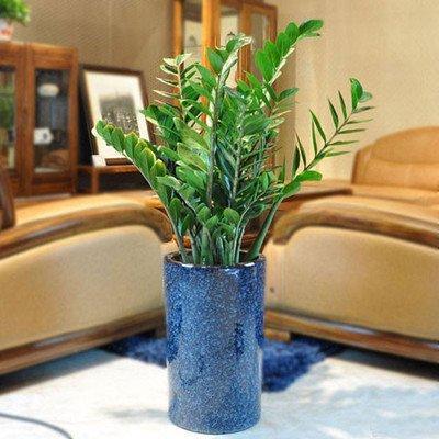 家中摆放哪些植物可以旺财植物类型介绍