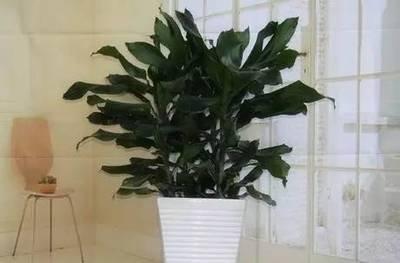 家中摆放哪些植物可以旺财植物类型介绍