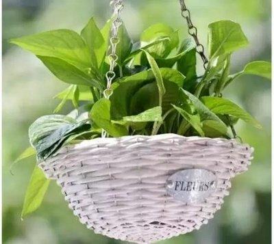 家中摆放这样的植物趁早扔掉 否则会招来霉运