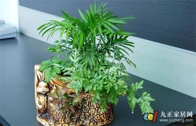 家里风水摆设旺财 这种摆设旺财效果最好