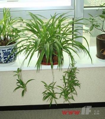 家里风水摆设旺财 这种摆设旺财效果最好 家里风水摆设旺财 这种摆设旺财效果最好