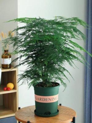 家中放置风水植物都有哪些讲究看植物的外形