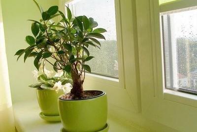 家中植物摆放风水讲究 植物如何摆放