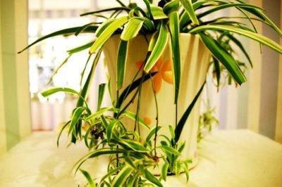 家中植物摆放风水讲究 植物如何摆放