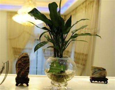 家中盆栽摆放风水 家里盆栽摆放风水选择