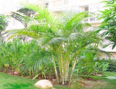家中这样种养室内植物 让风水旺起来