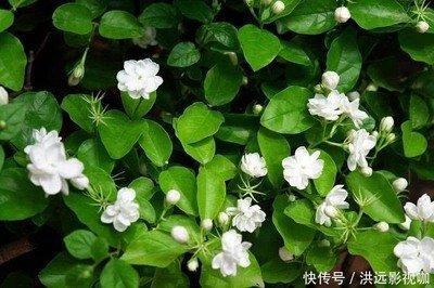 容易被嫌弃的生肖 容易遭人讨厌的生肖