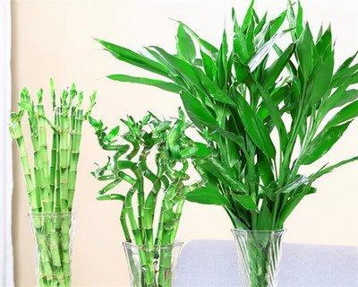 家居养花风水讲究 家里养几盆花会比较好