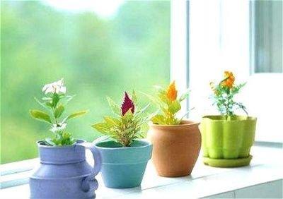 家居养花风水讲究 家里养几盆花会比较好