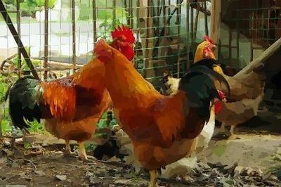 寅时属鸡人的命运 属鸡寅时生人怎么样