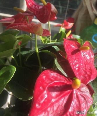 安守本分的生肖 婚后保持初心的生肖是谁