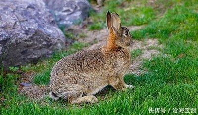 定力很强猜生肖 定力最好的是哪几个生肖