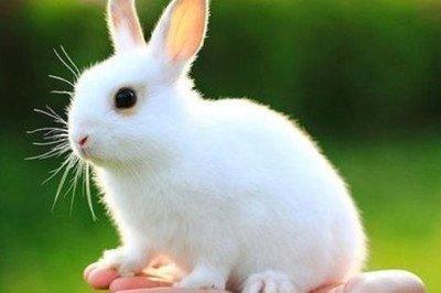 属兔的和什么属相合适 这几个生肖很配属兔人