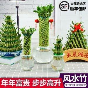 富贵竹的养殖方法和注意事项 在商铺中怎么养