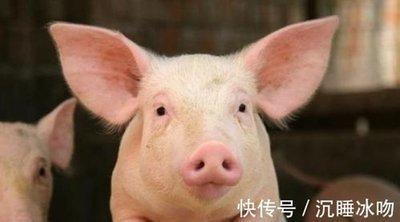 属兔的最佳配偶是什么属相 2025年属兔运势如何