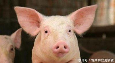 属兔的最佳配偶是什么属相 2025年属兔运势如何