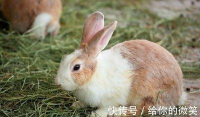 属兔的最佳配偶是属什么的 哪些生肖与属兔人配