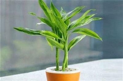富贵竹的摆放风水：富贵竹放哪里好风水