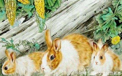 属兔的生肖贵人属相是谁 属兔人的贵人是哪些生肖