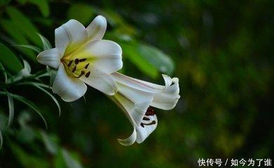 属兔的男人情商高吗 情商排名第几