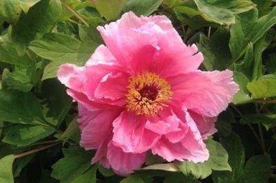 属兔的男人重感情吗 对待感情怎么样