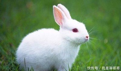属兔的脾气性格怎么样 属兔人的脾气大吗