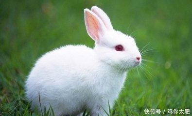 属兔的脾气性格怎么样 属兔人的脾气大吗