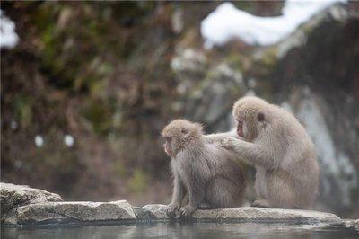 属猴人2025年运程预测  属猴人蛇年总运程