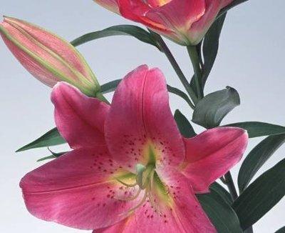 对撒娇无法招架的生肖男 其中有你吗 对撒娇无法招架的生肖男 其中有你吗