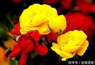 属猴人哪一月份出生命最好 几月份出生的属猴人好
