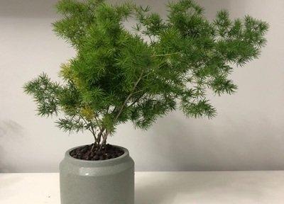 属猴人家里养什么花好 养花和财运的关系