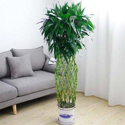 对风水好的室内常用绿植 什么植物在室内生长很好