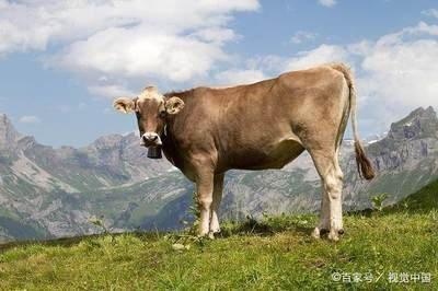 属牛人与哪个属相最配 什么属相与属牛人配对