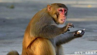 属猴人的出生年份影响其一生命运及2025年的生活